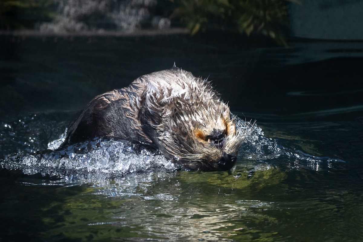 Backwards dive by EB Photography 