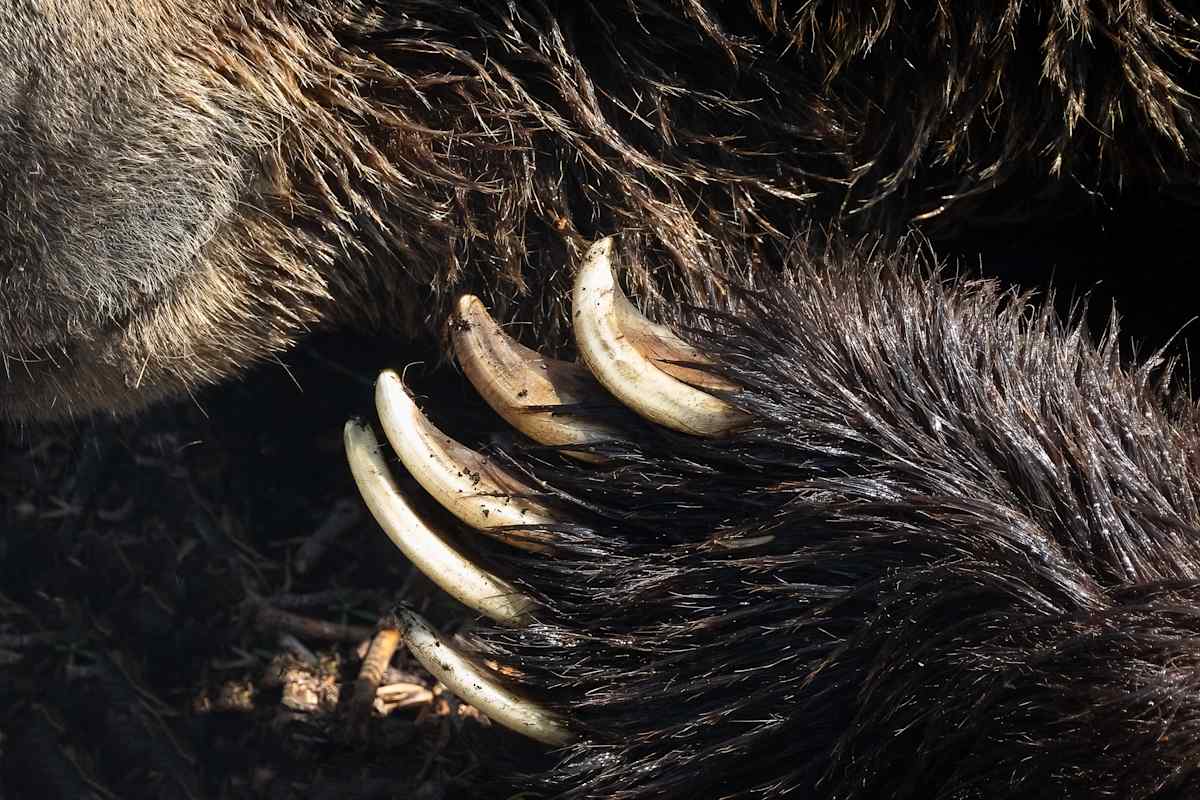 Claws out by EB Photography 