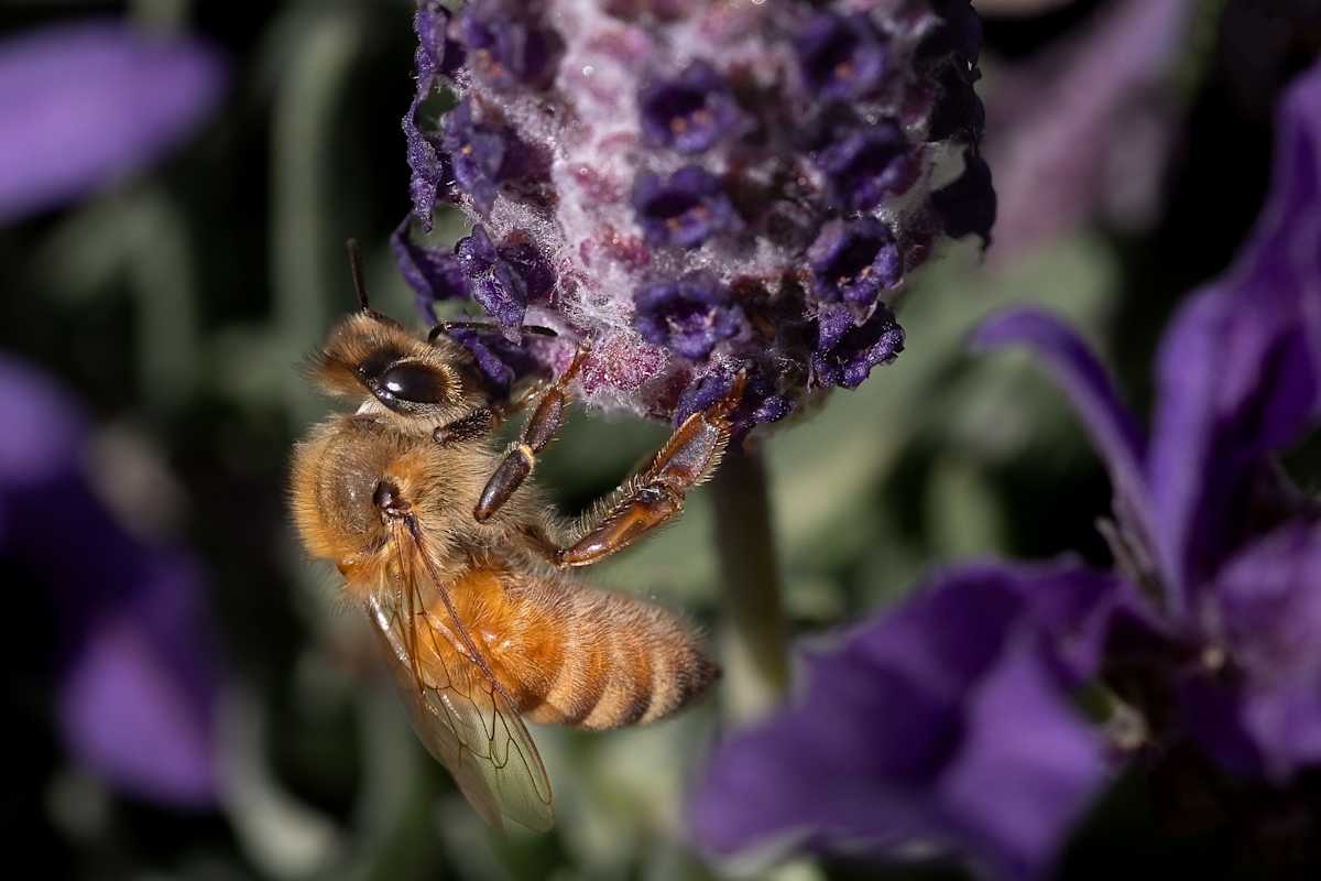 Nectar gathering by EB Photography 