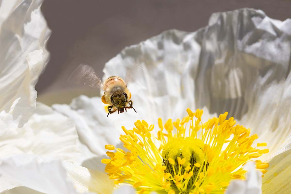 Tiny flier by EB Photography 