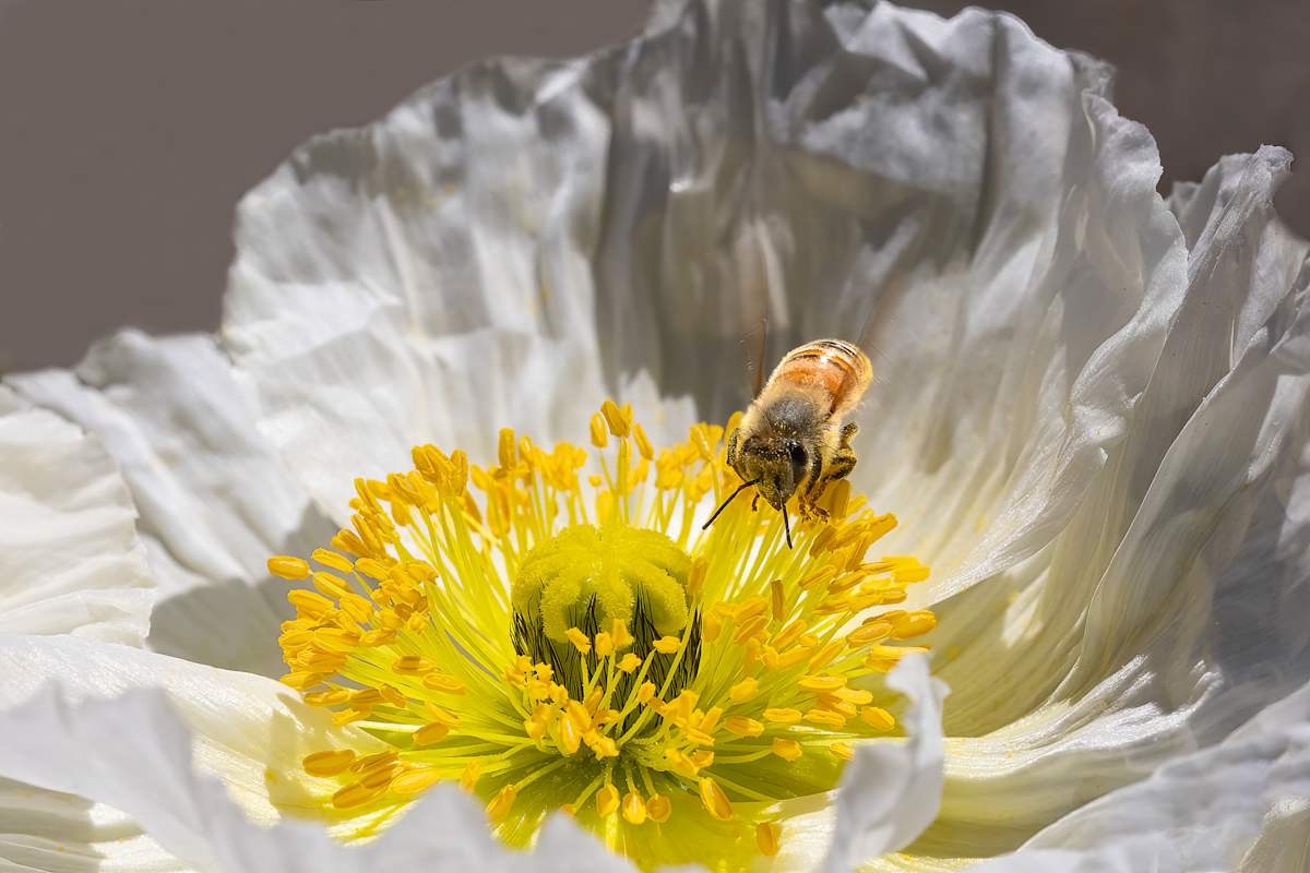 Embracing the bloom by EB Photography 