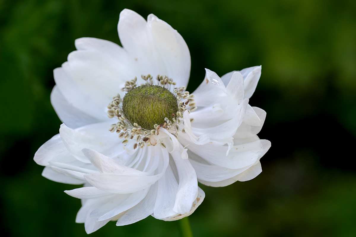 Elegance by EB Photography 