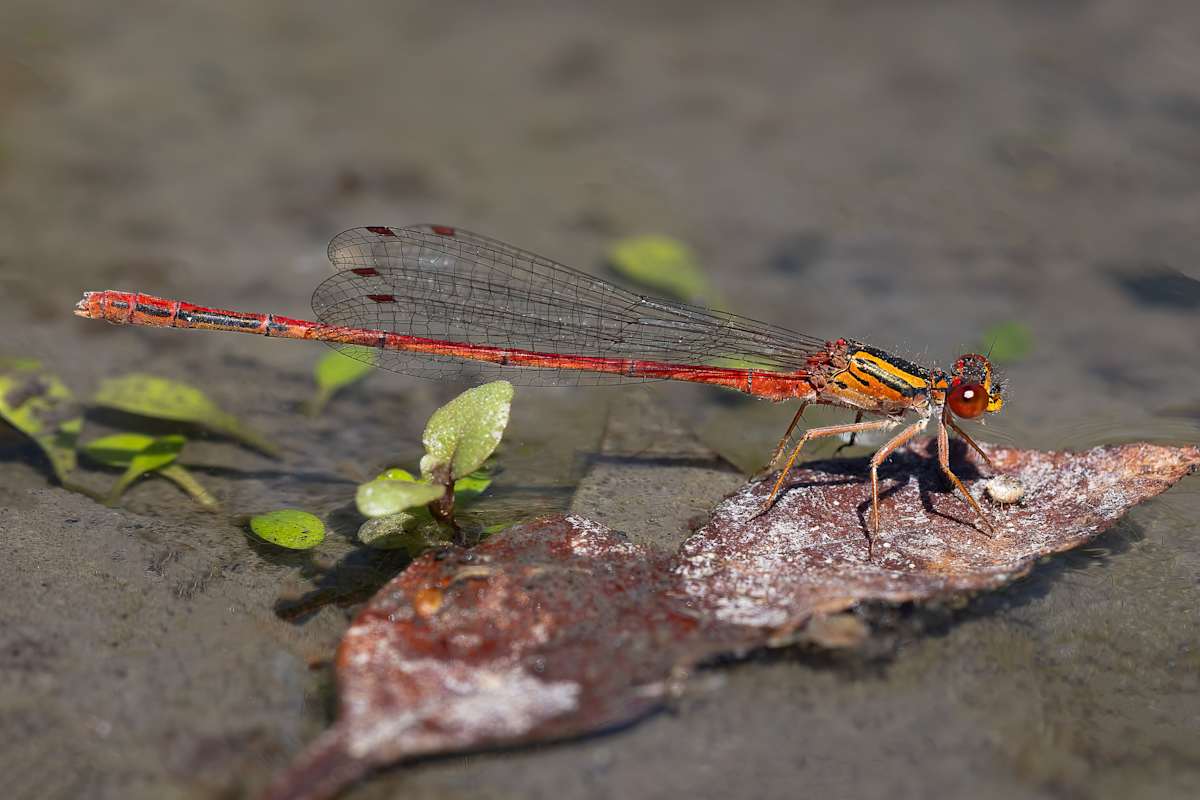 Leaf surfing damselfly by EB Photography 