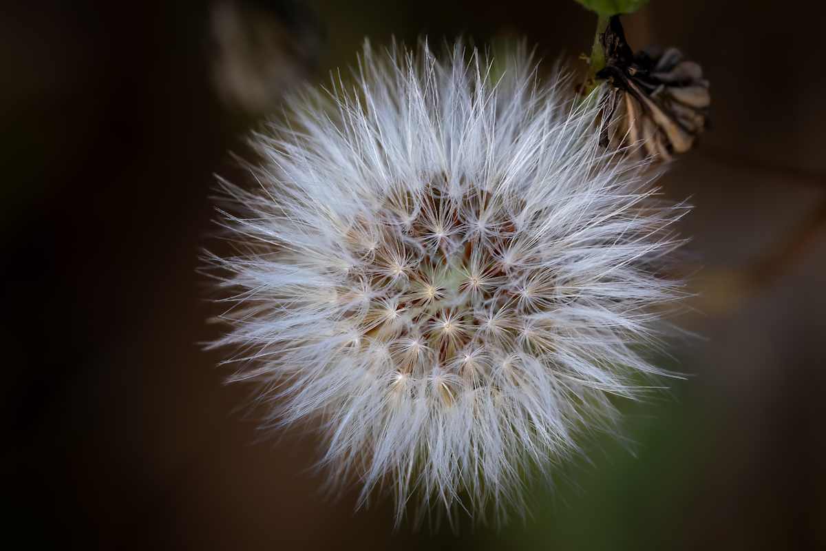 Dandelion feathers by EB Photography 