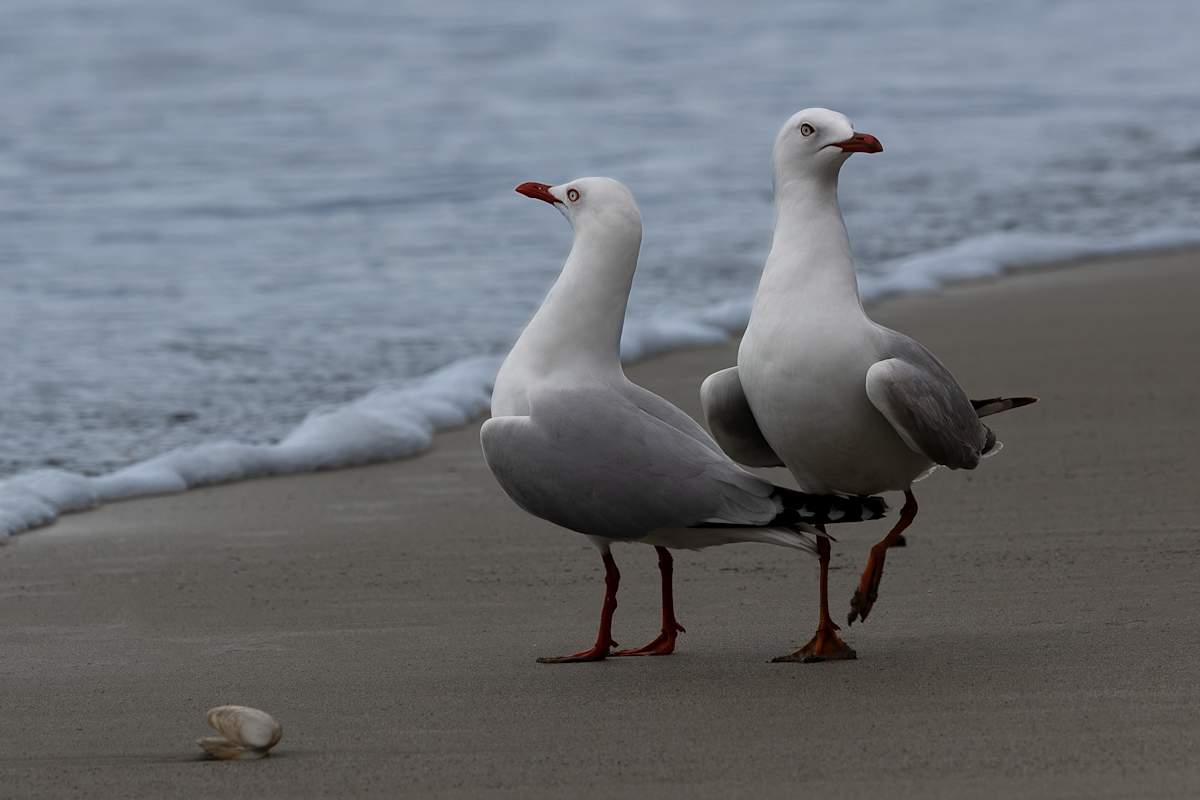 Snobby seagulls by EB Photography 