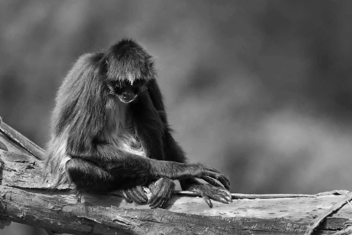 Contemplative Spider Monkey by EB Photography 