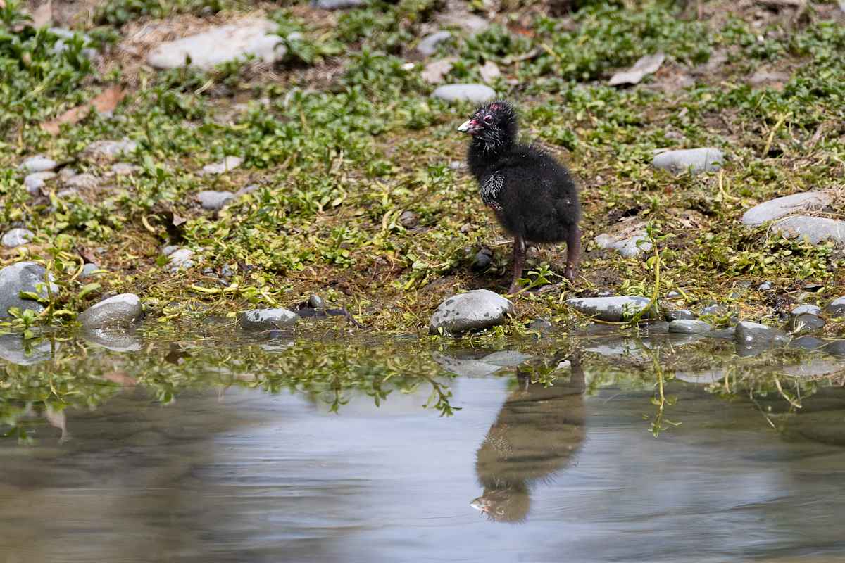 Baby Pukeko by EB Photography 