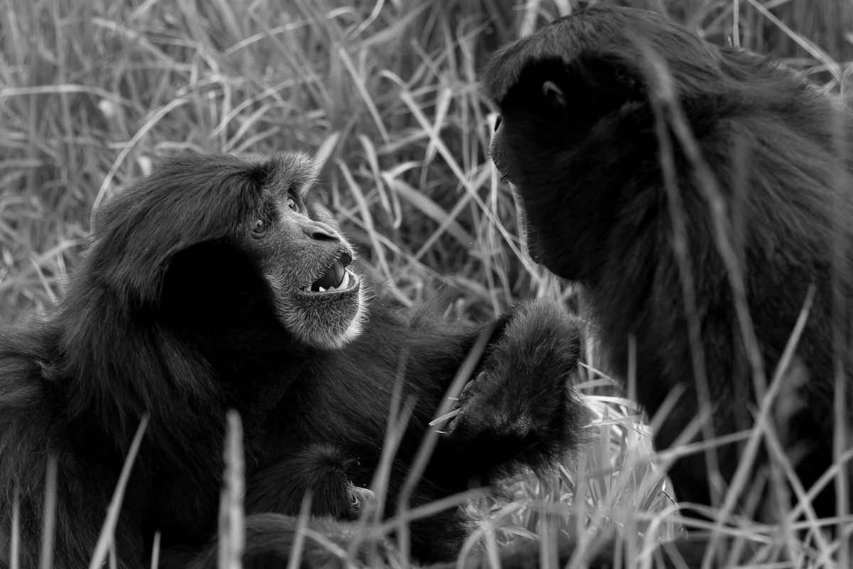 Grumpy Gibbon by EB Photography 