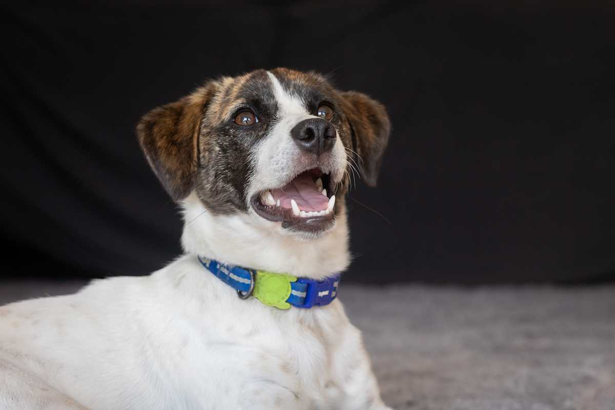 Show us ya teefs by EB Photography 
