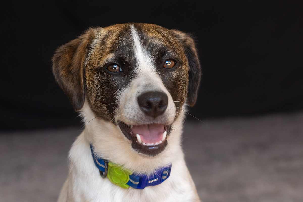 Handsome pup by EB Photography 