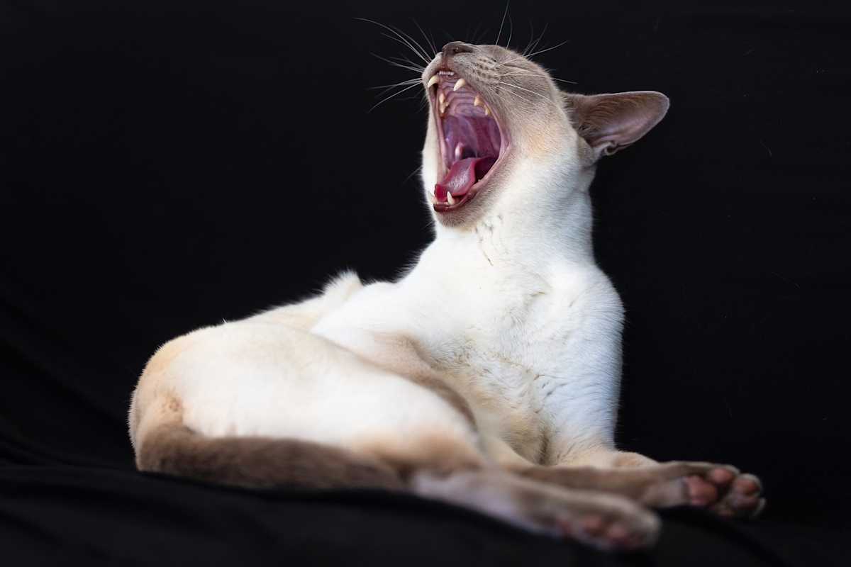 Are we keeping you awake? by EB Photography 