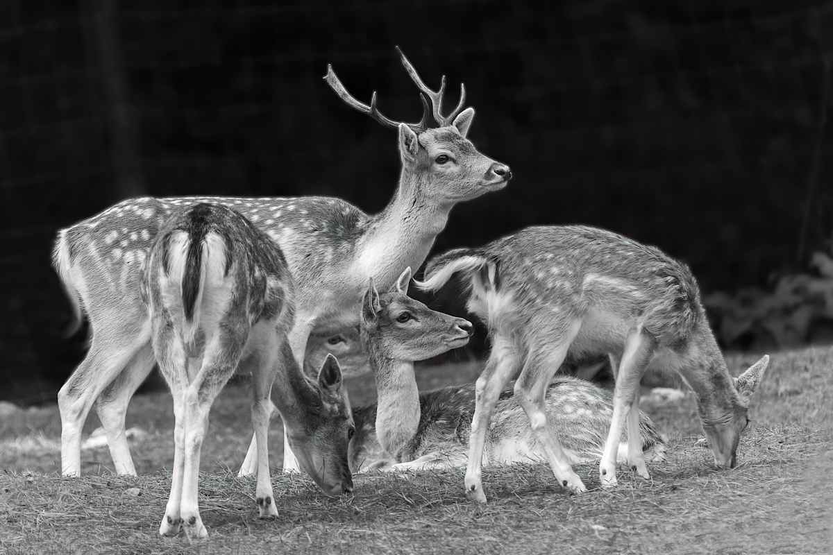 Group of Shy Fellows by EB Photography 