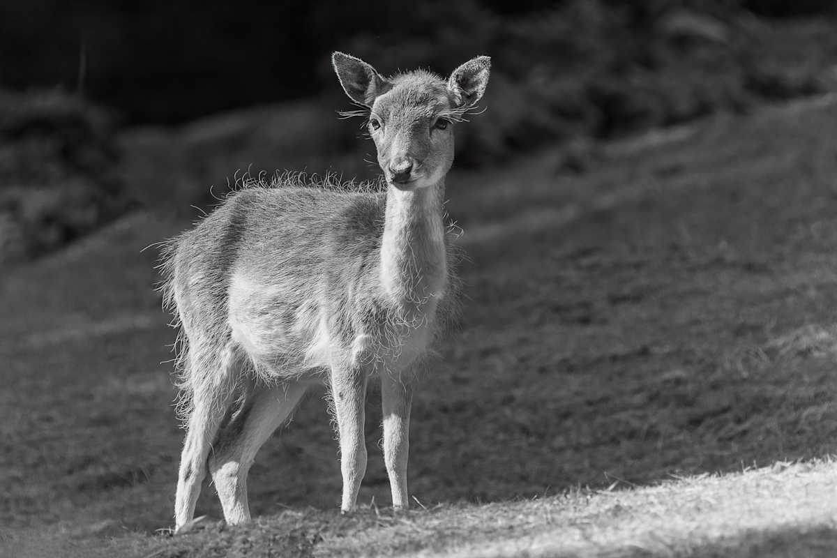 Baby Shy Fellow by EB Photography 