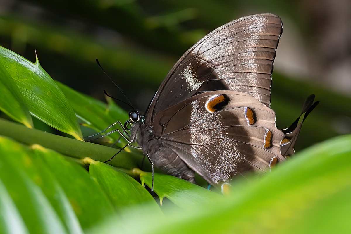 Ulysses Butterfly by EB Photography 