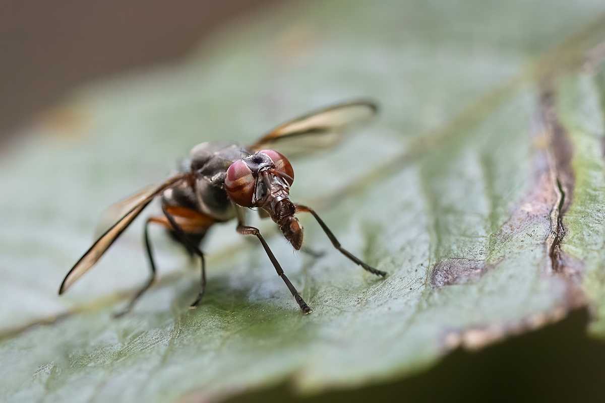 Boatman fly by EB Photography 