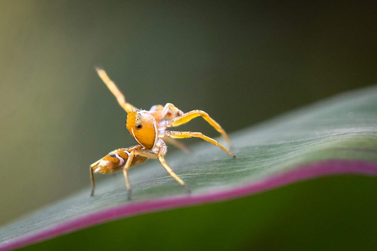 Dancing orange jumping spider by EB Photography 