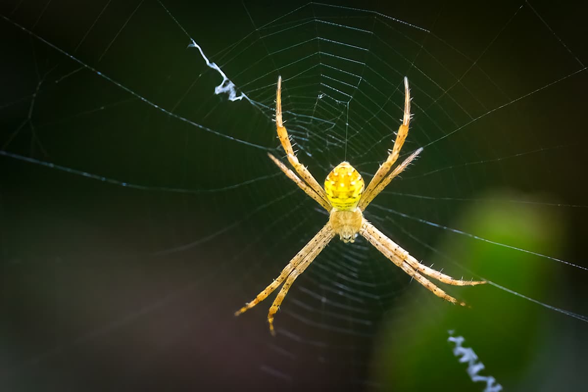 Hawaiian Garden Spider by EB Photography 