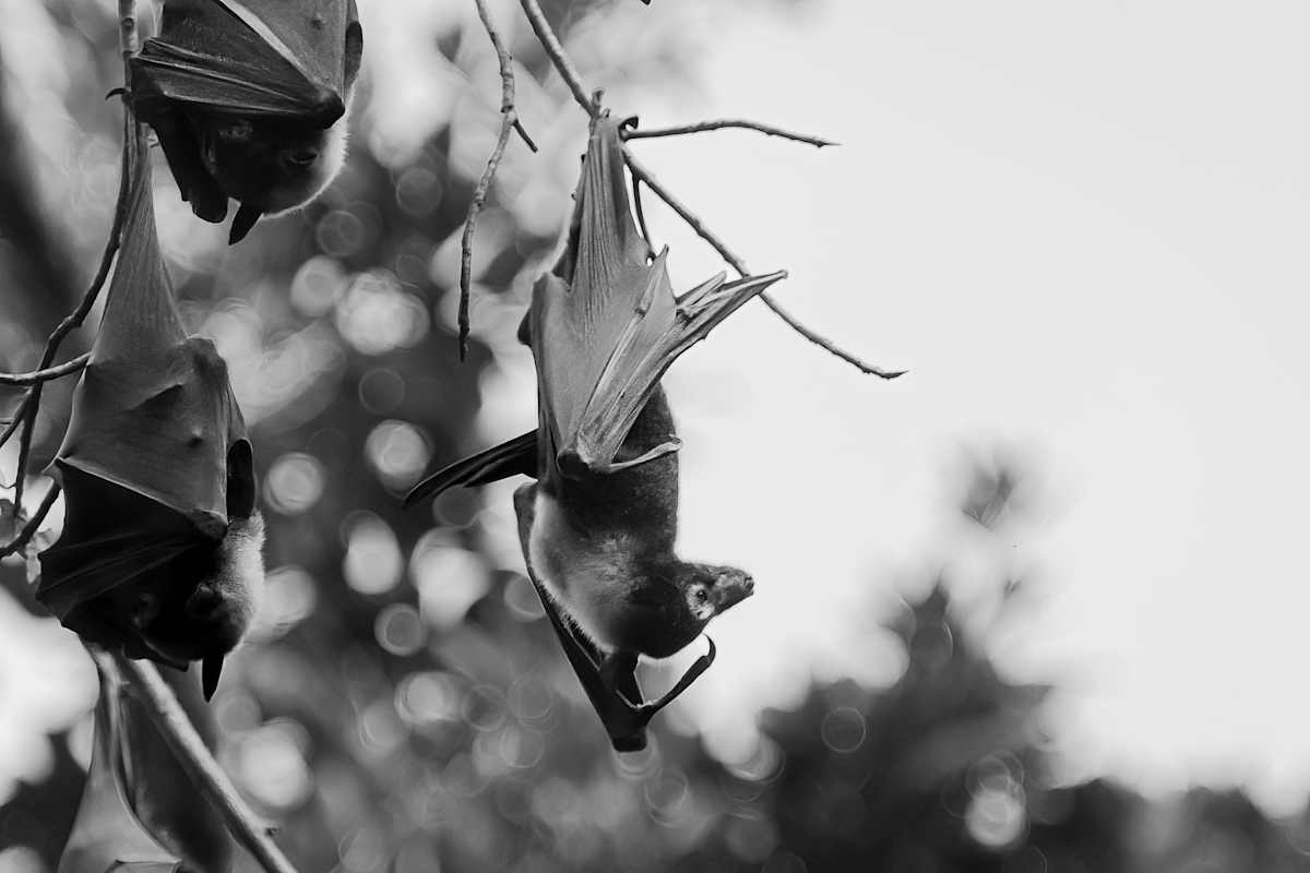 Flying foxes in a tree by EB. Photography 