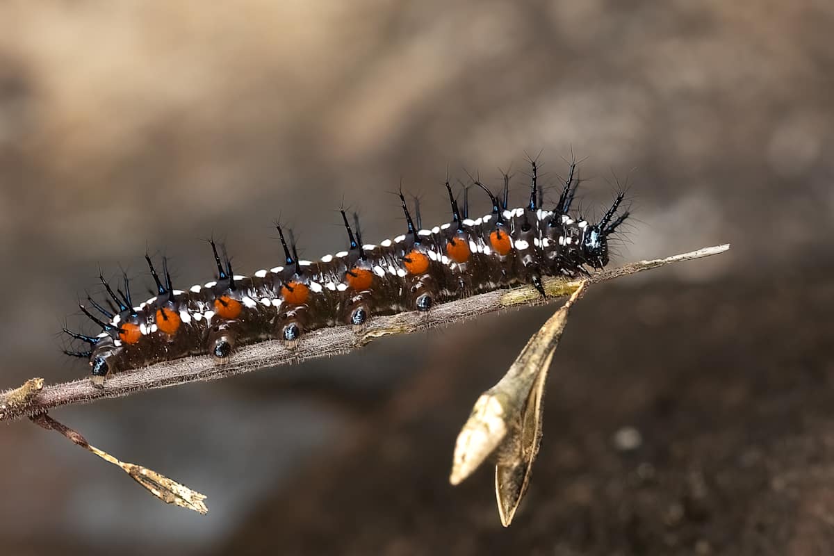Autumn Leaf Caterpillar by EB Photography 