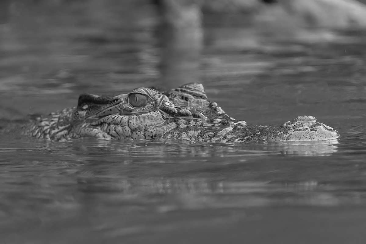 Saltwater crocodile head emerging from the river by EB Photography 