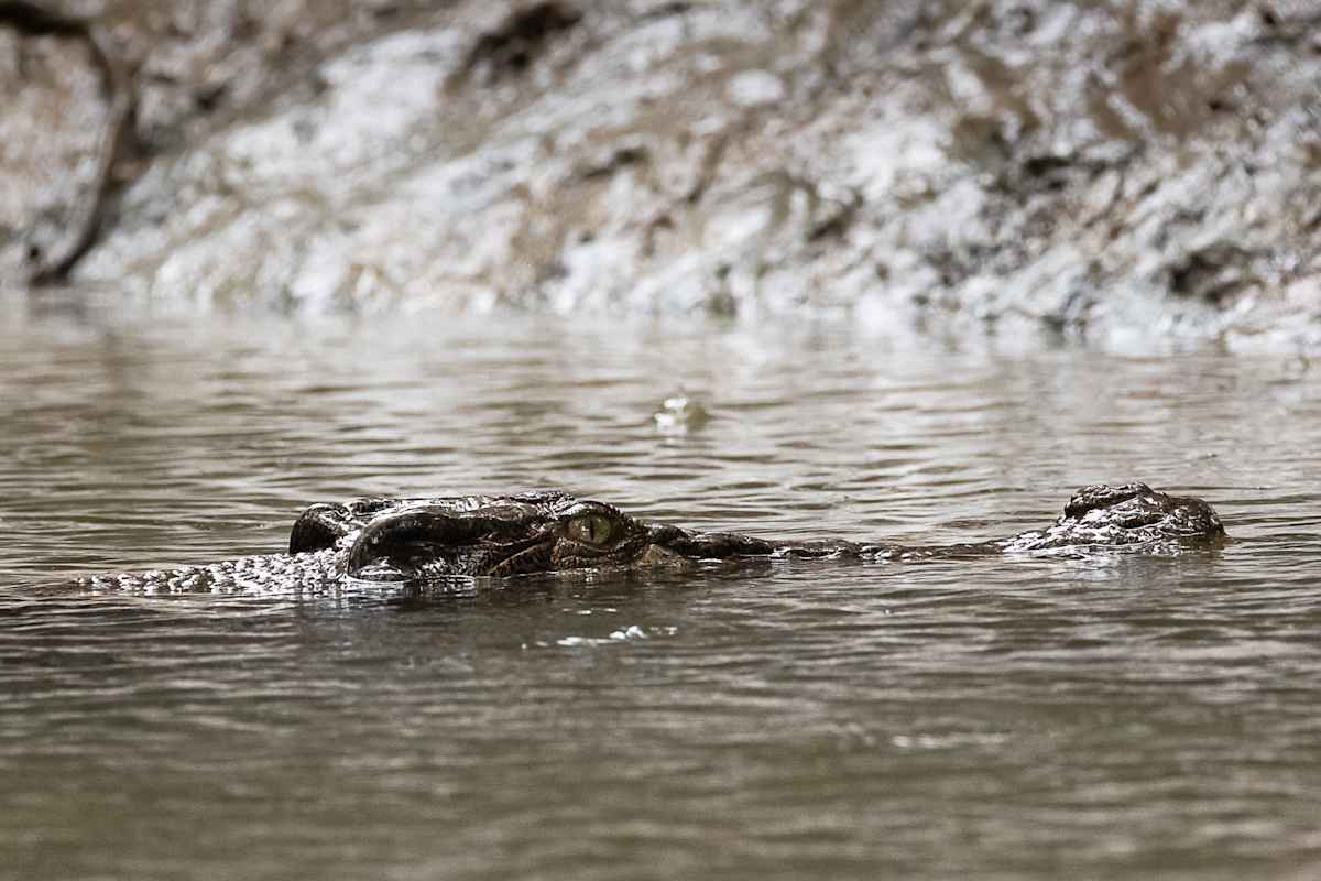 Saltwater crocodile partly submerged in a cave by EB Photography 
