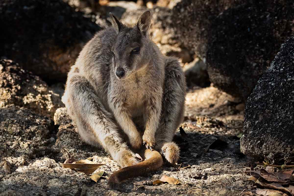 Comtemplative Rock Wallaby by EB Photography 