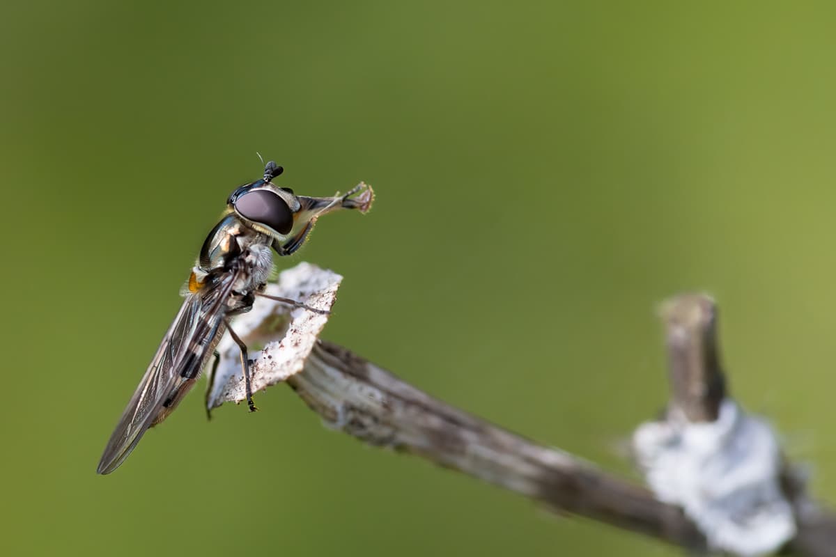 Perched with precision by ABPhotography, Image 1.