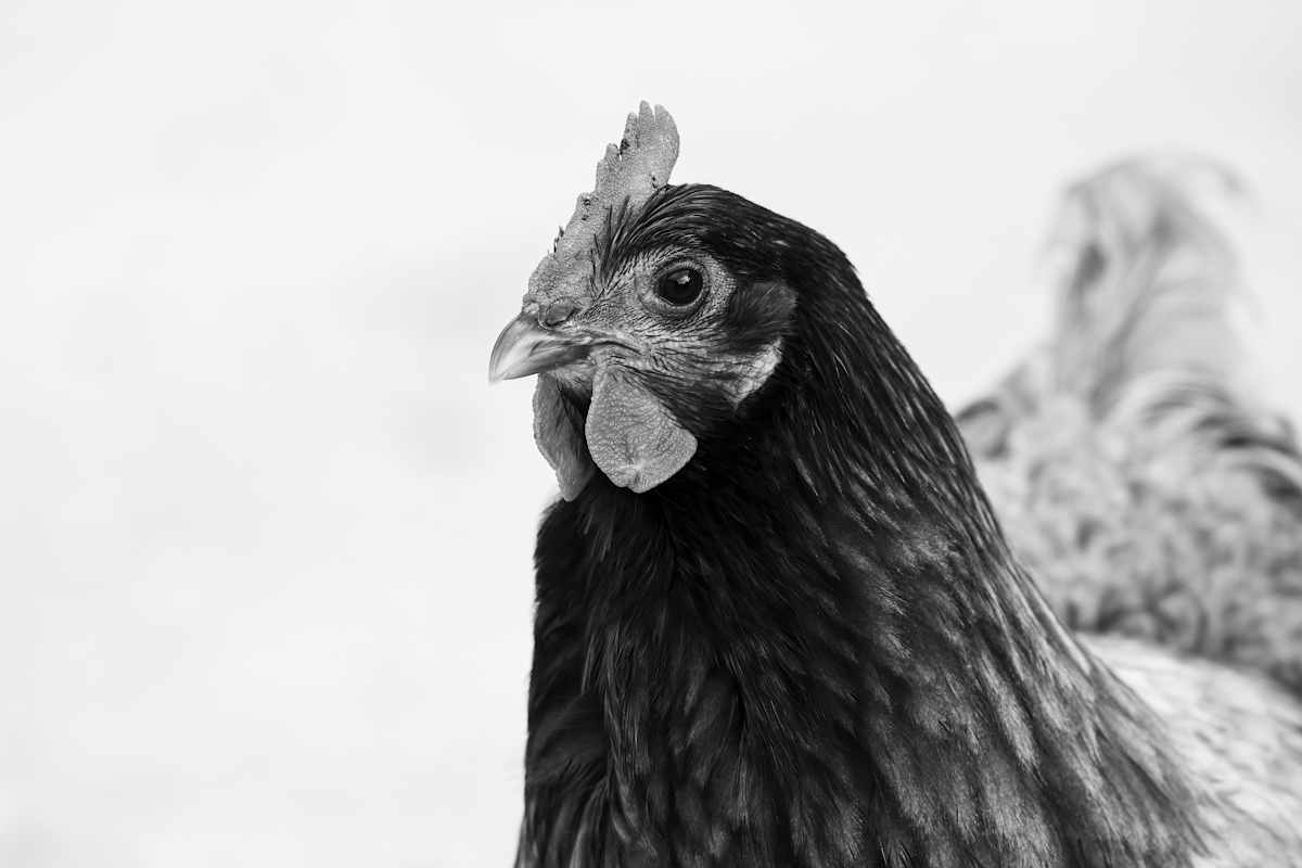 Rooster portrait by EB Photography 
