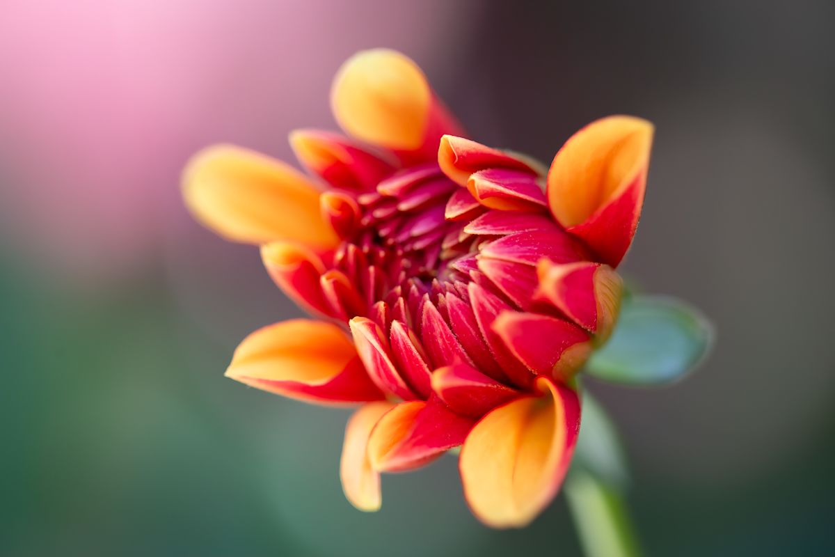 Painted Dahlia by EB Photography 