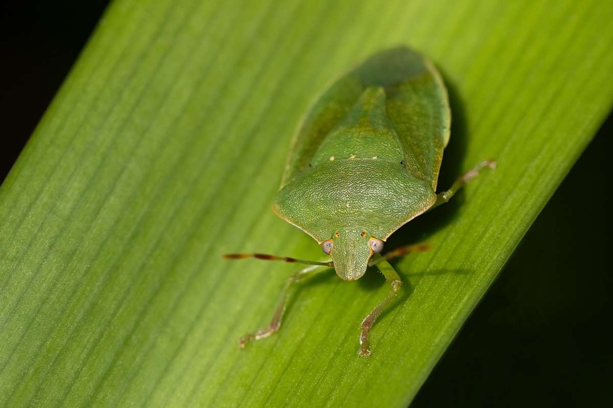 Beetle in focus by EB Photography  Image: Green shield beetle balancing on a flax leaf