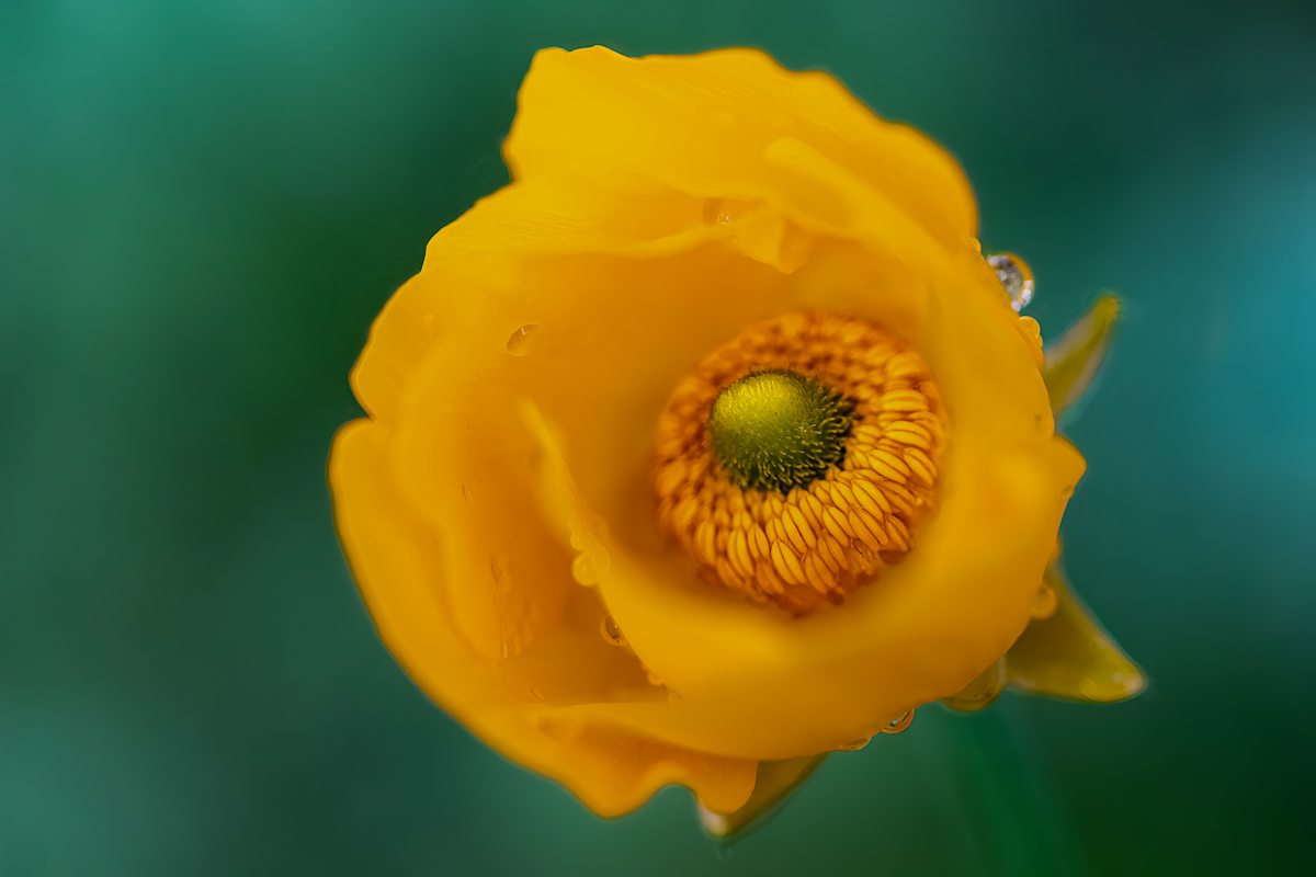 Painted Poppy by EB Photography, Image 1.