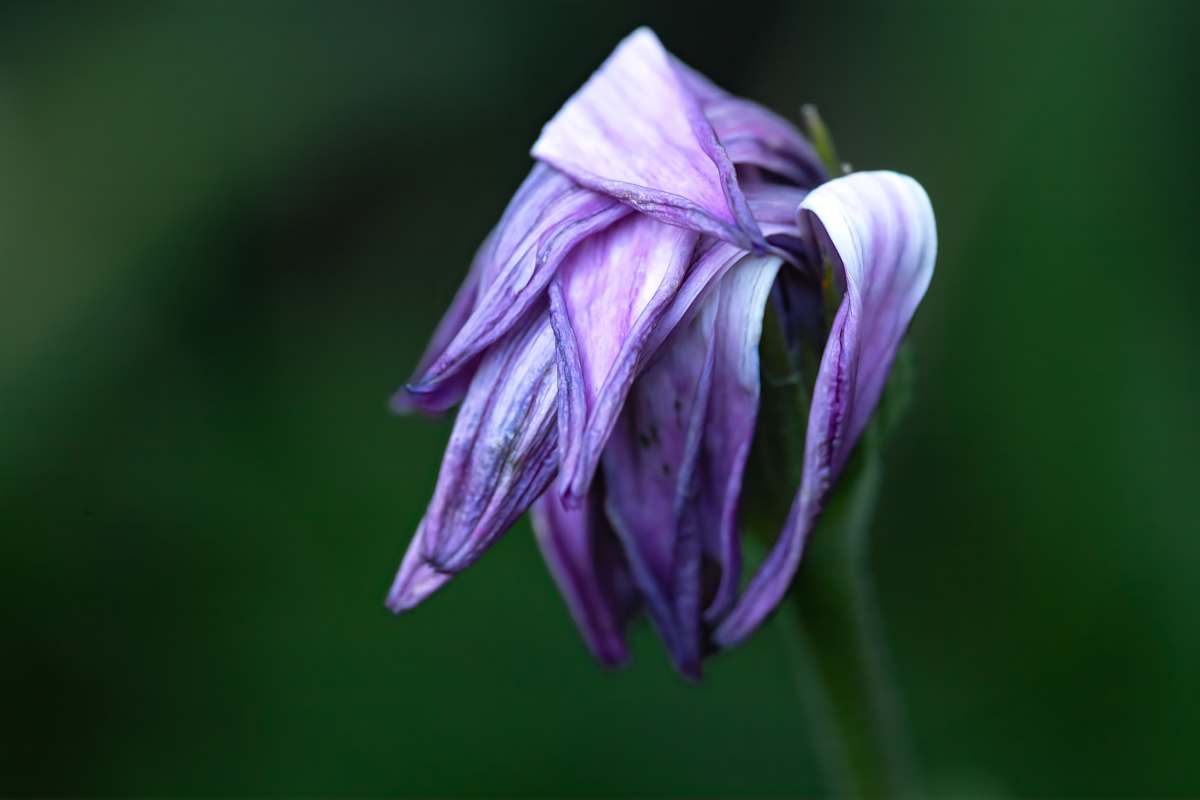 Elderly petals by EB Photography 