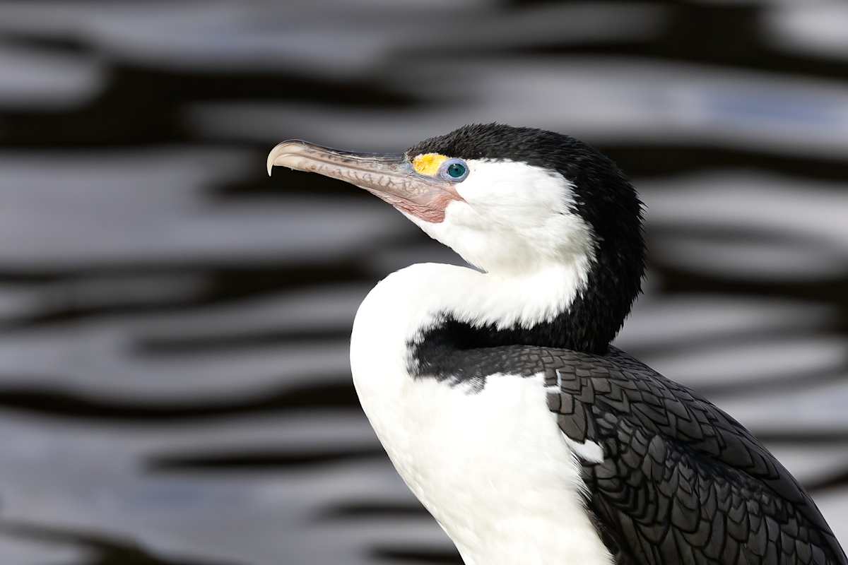 Model Shag by EB Photography 