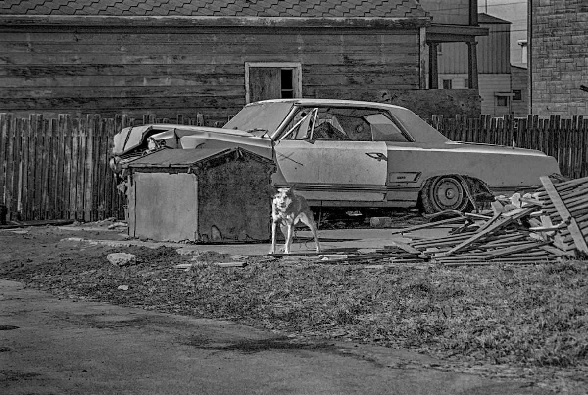 Junkyard Dog by Raphael Warshaw 