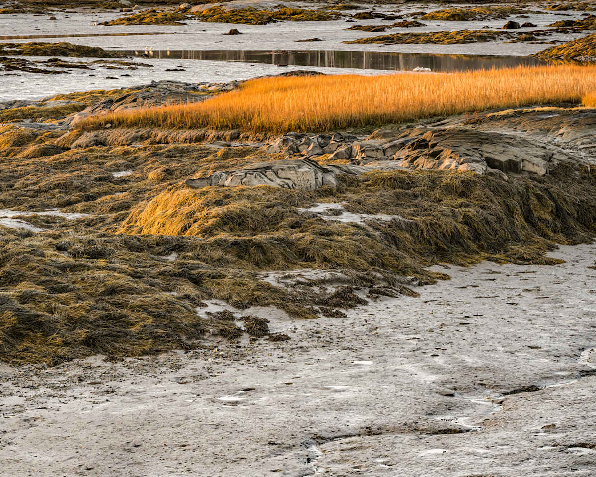 Maine Golden Grass 2 by Raphael Warshaw 