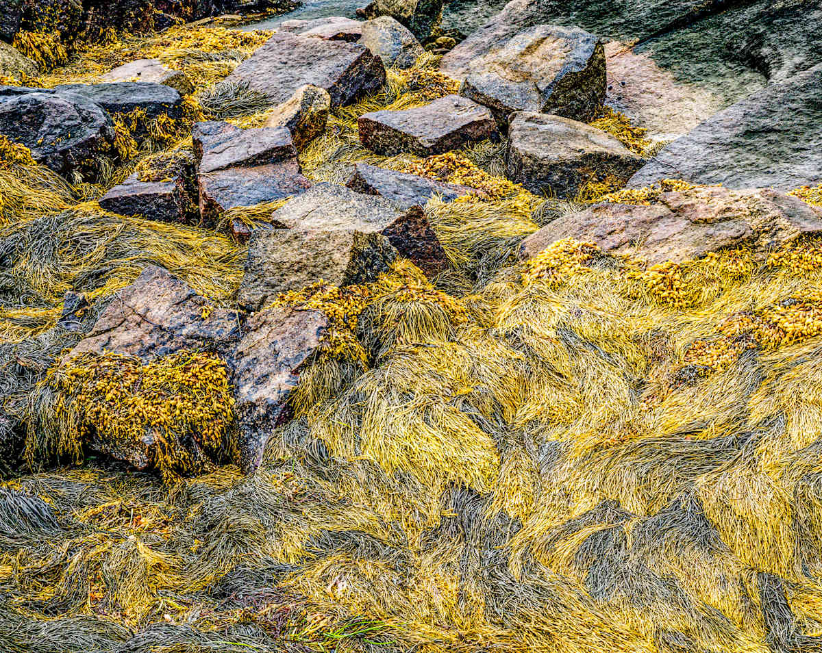 Tennants Harbor by Raphael Warshaw 