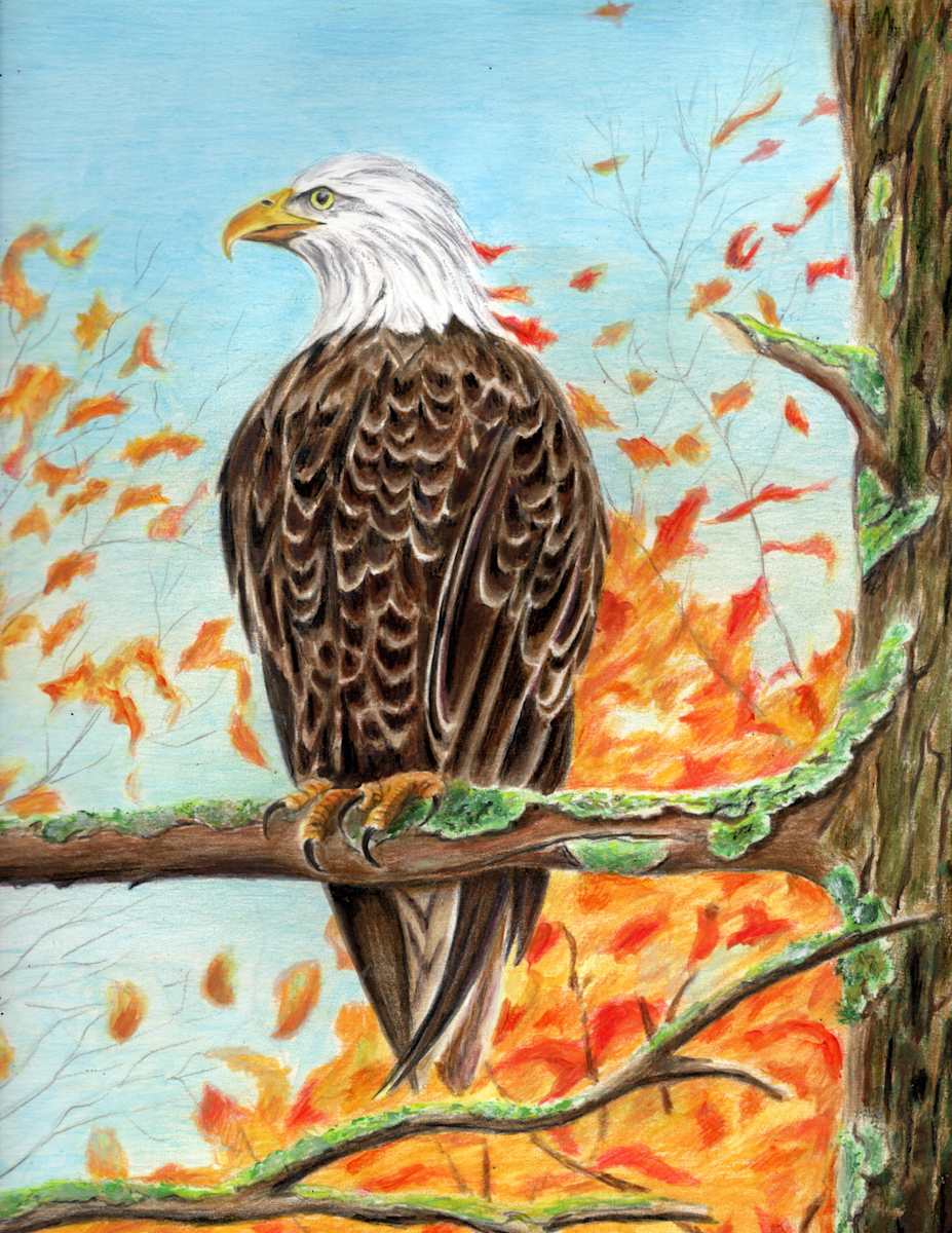 Bald Eagle by Rick Alvin Spooner 