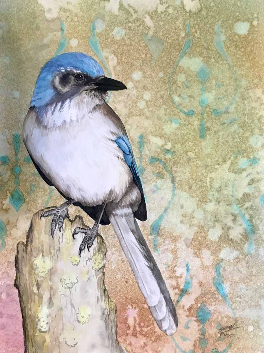 Western Scrub Jay 1 by Sean Fox 