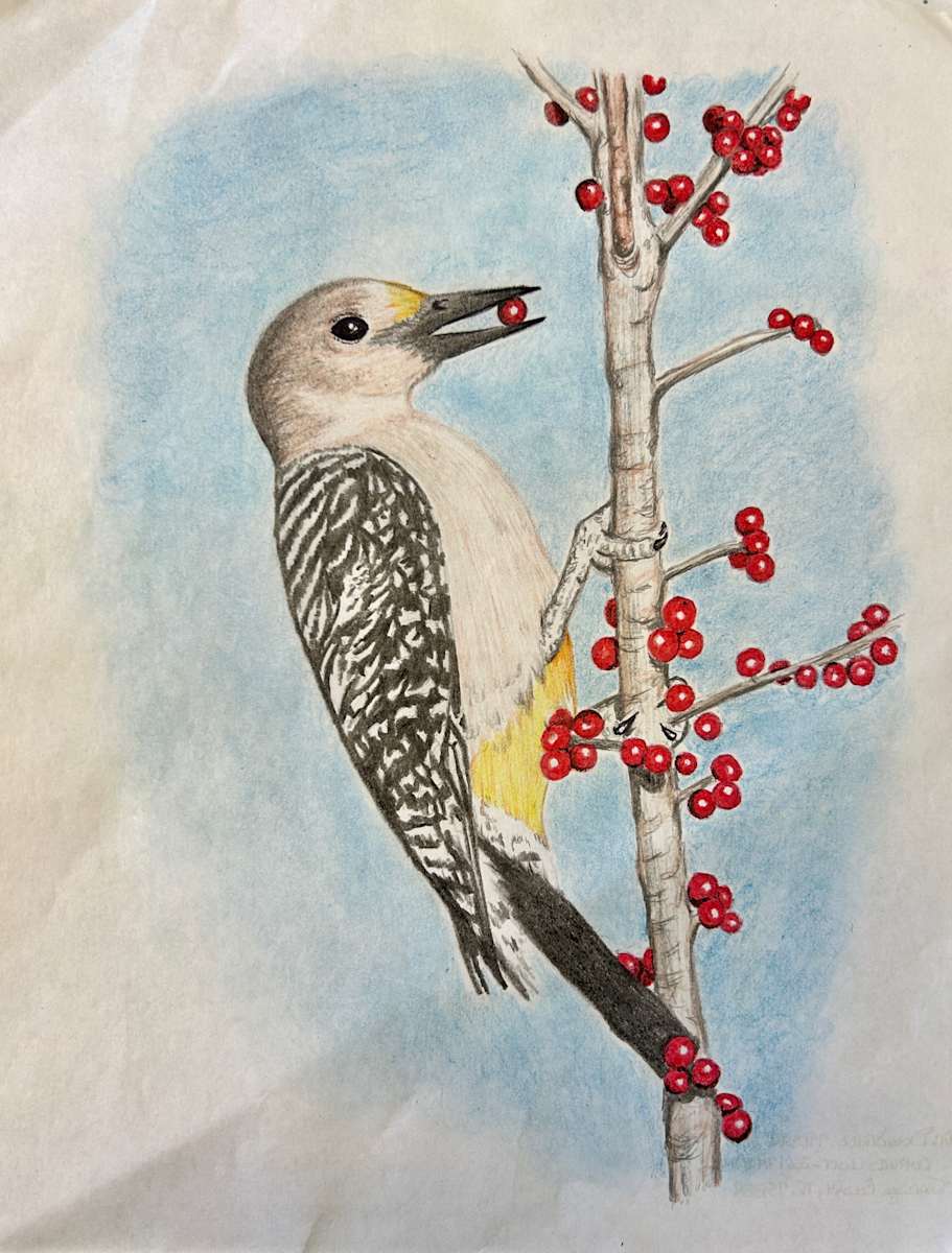Yellow Crest Wood Pecker by "George's HomePage" 