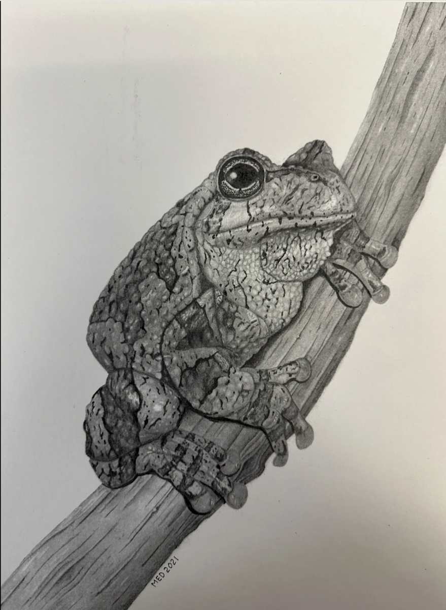 Trill - Cape's Grey Treefrog by Michael E. Dorcas 