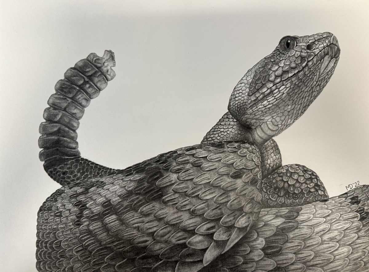 Stoic Vigilance - Eastern Black-tailed Rattlesnake by Michael E. Dorcas 