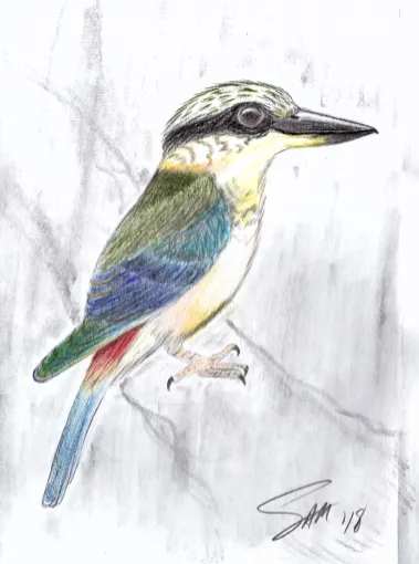 Kingfisher by Samson Loynachan 