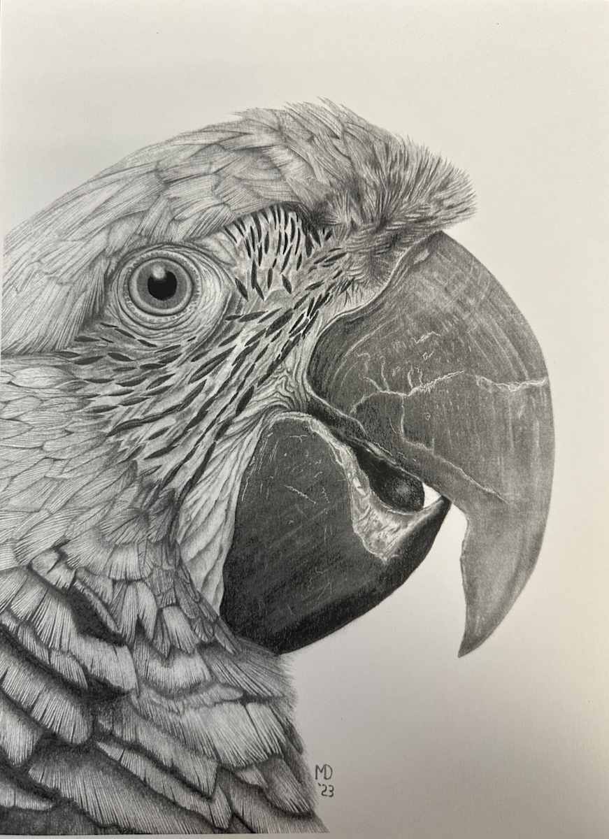 Jewel - Great Green Macaw by Michael E. Dorcas 