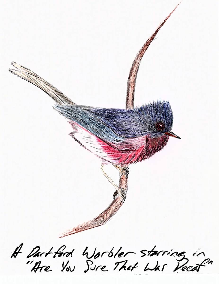 Dartford Warbler by Samson Loynachan 