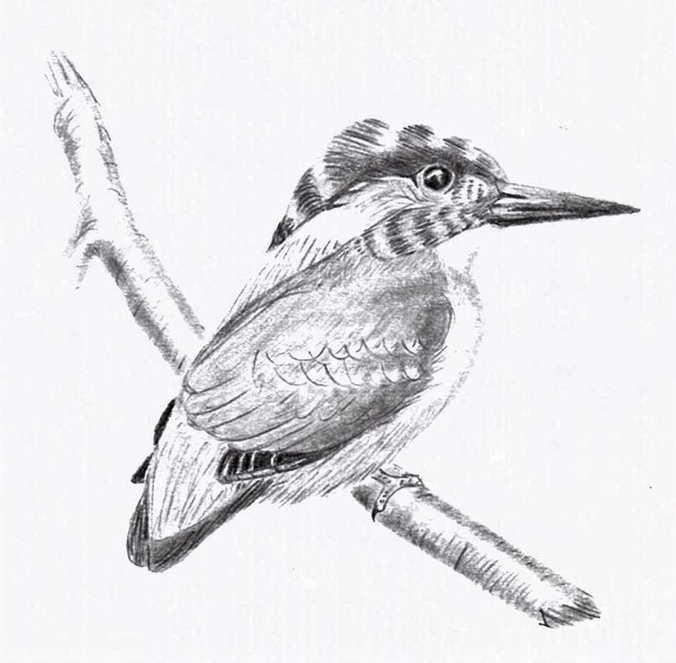 Kingfisher by Samson Loynachan 