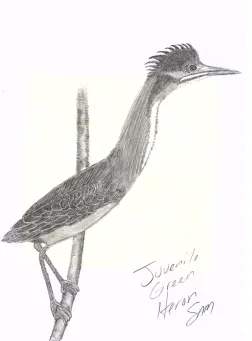 Juvenile Green Heron by Samson Loynachan 