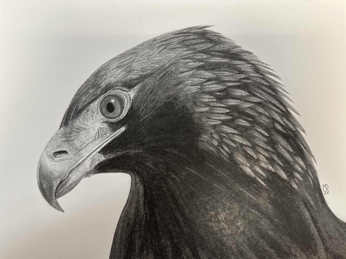 Regal - Golden Eagle by Michael E. Dorcas 