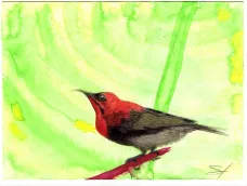 Crimson Sunbird by Samson Loynachan 