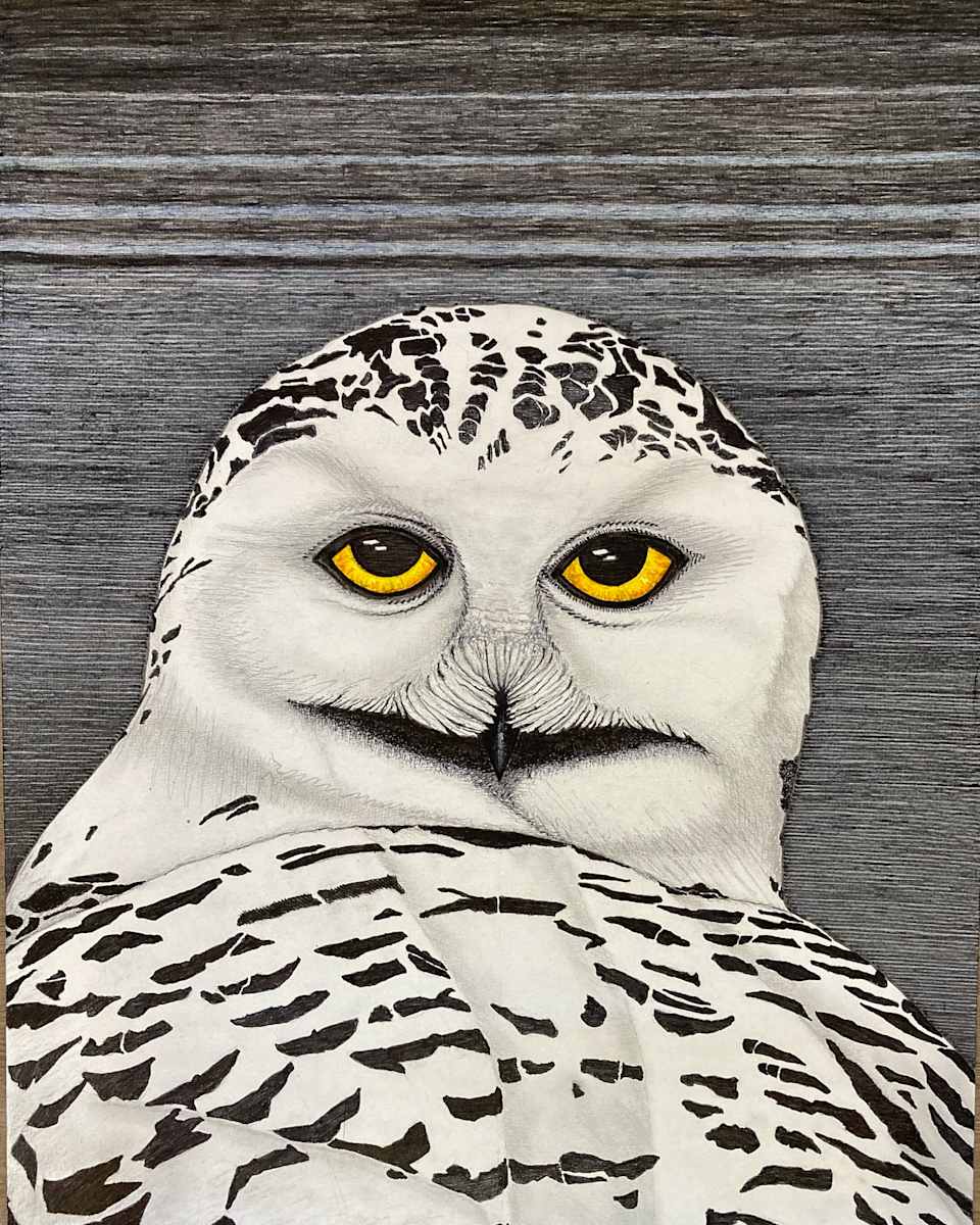 Snowy Owl by Jesse Kruze 