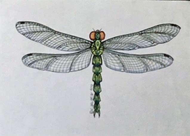 Dragonfly by Carole Alden 